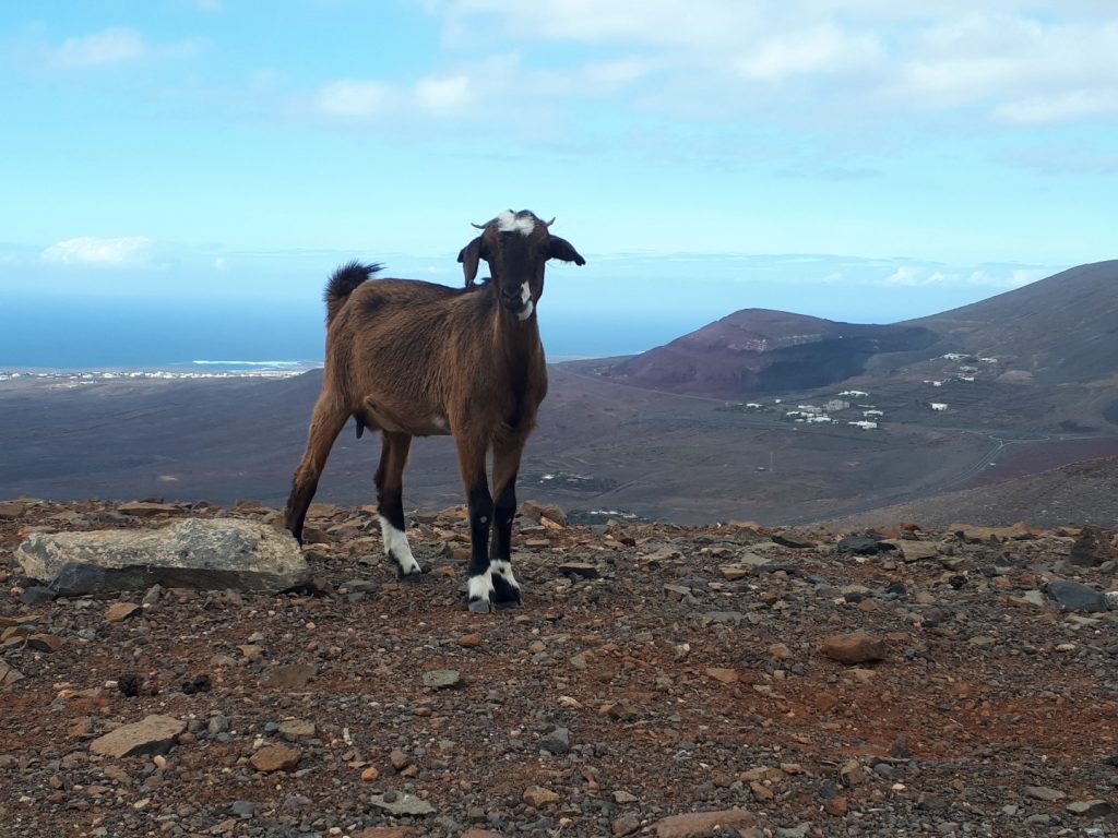 Bergziege Lanzarote Kanaren