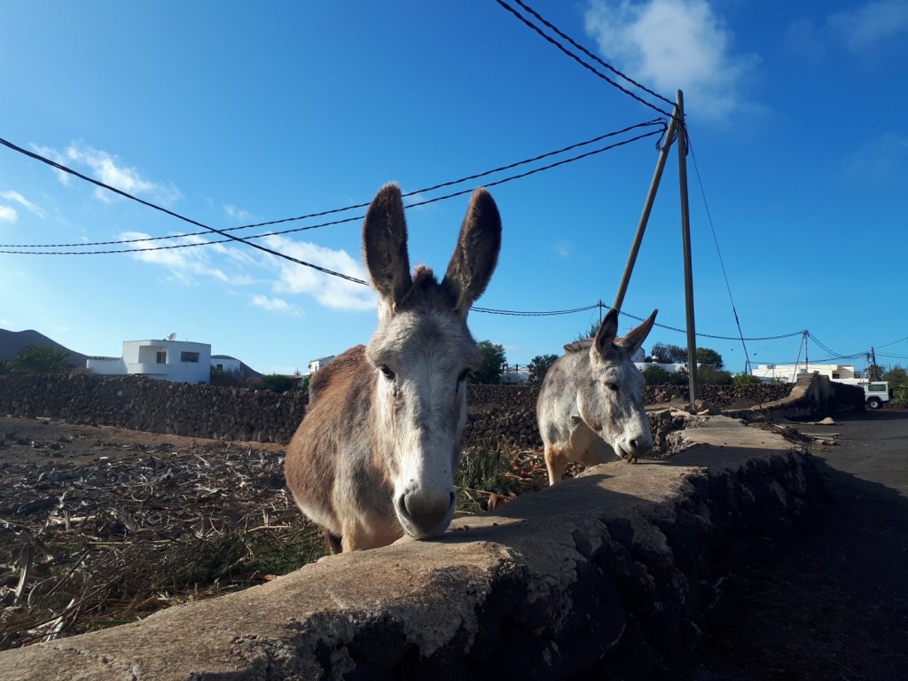 Esel Lajares Fuerteventura Kanaren