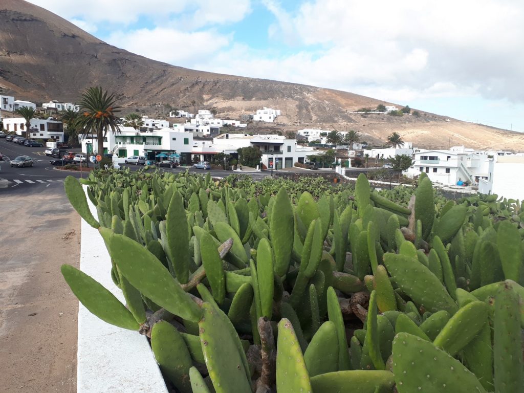 Femes Kaktus Kakteen Lanzarote Kanaren