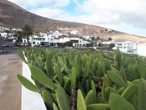 Femes Kaktus Kakteen Lanzarote Kanaren