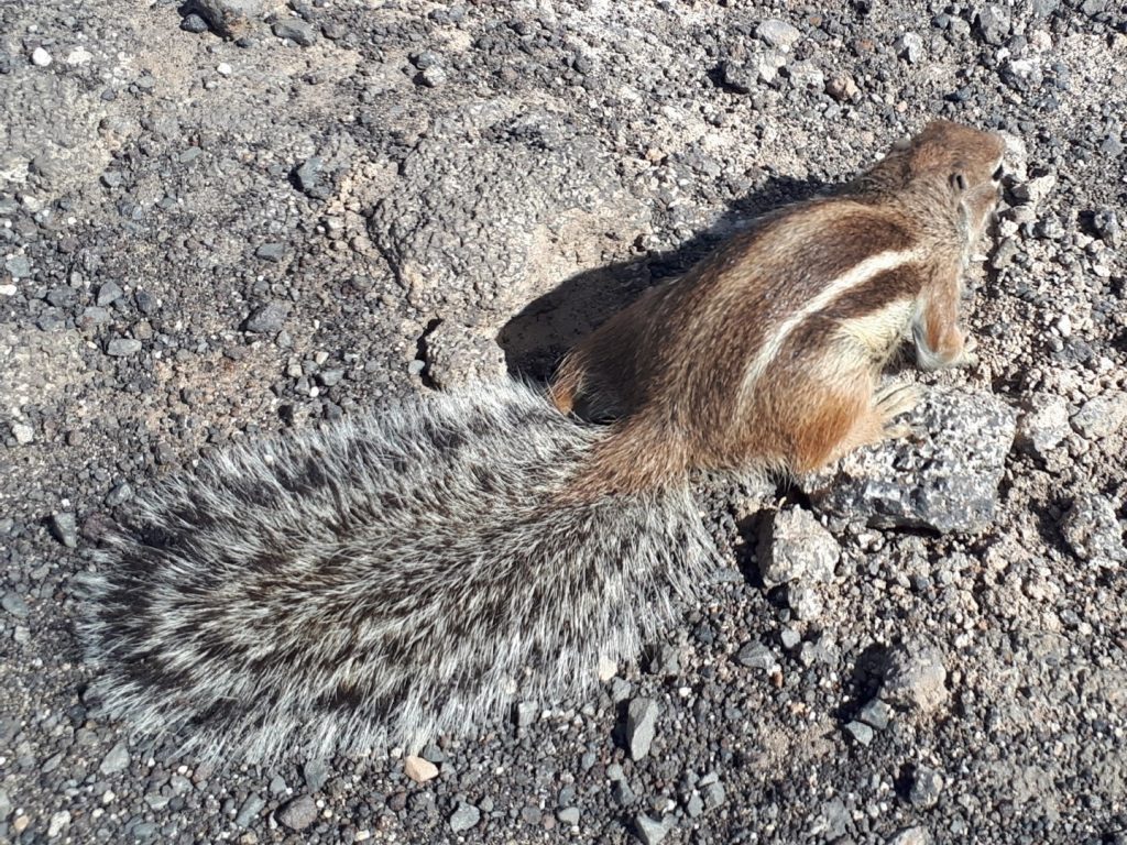 Barbary Ground Squirrel Eichhörnchen Schwanz Kanaren