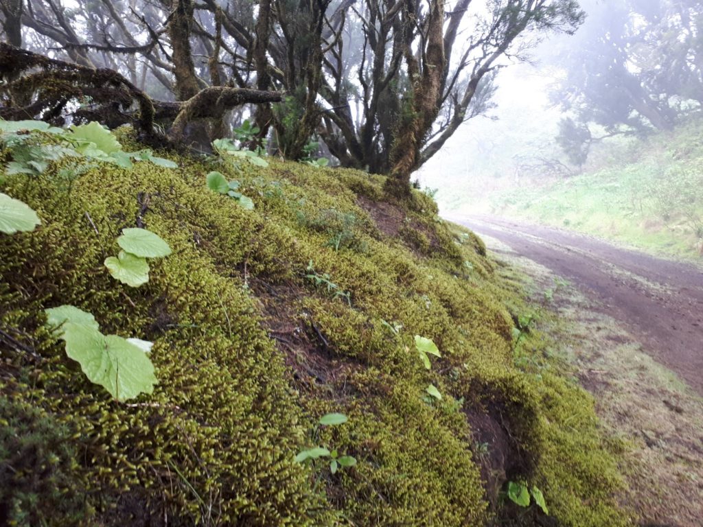 Moos Moosteppich Nebelkondensation horizontaler Regen Märchenwald El Hierro Kanaren