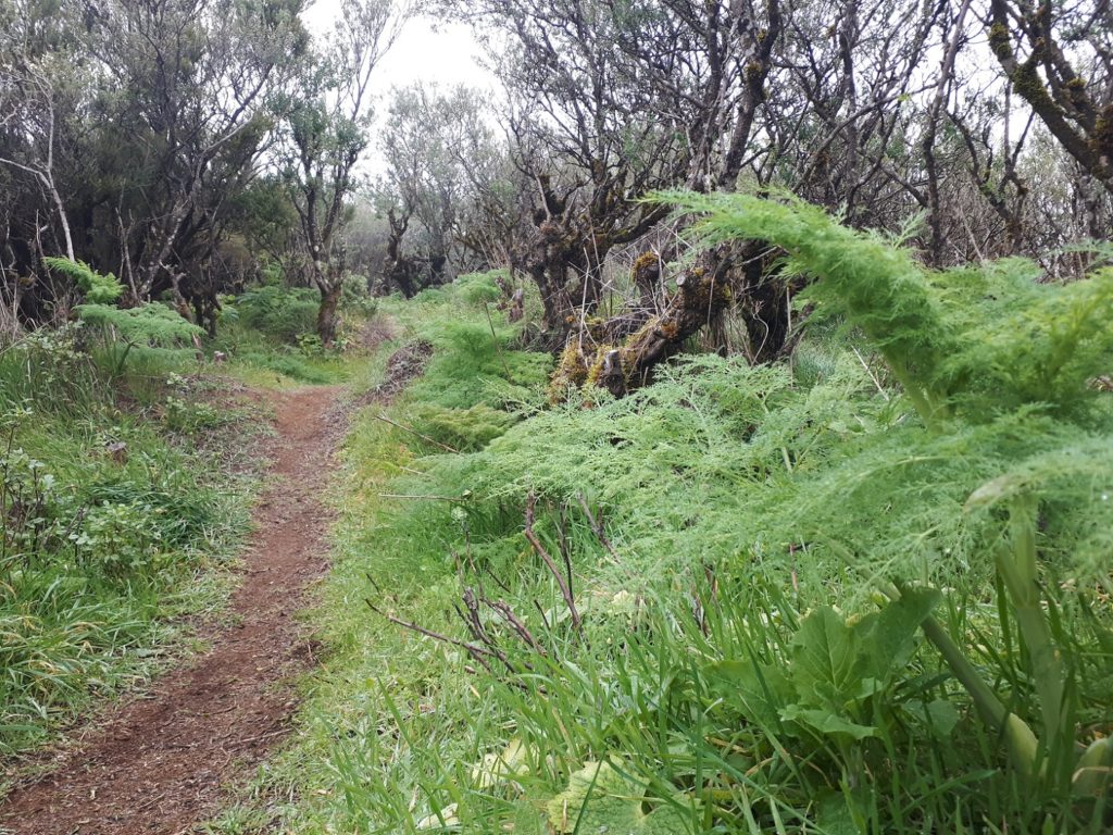 Trail Wanderweg Märchenwald El Hierro Kanaren