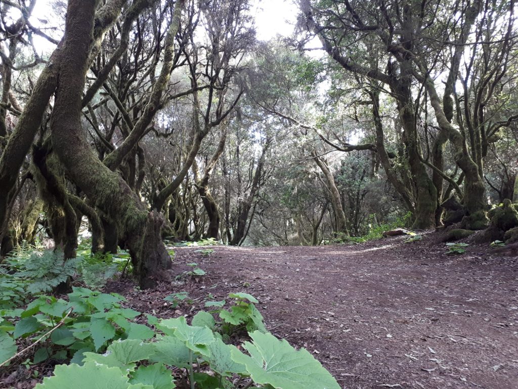 La Lania Trail Wanderweg Märchenwald El Hierro Kanaren