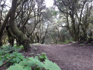 La Lania Trail Wanderweg Märchenwald El Hierro Kanaren