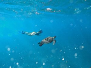 Schildkröte Schwimmen Marsa Alam Ägypten