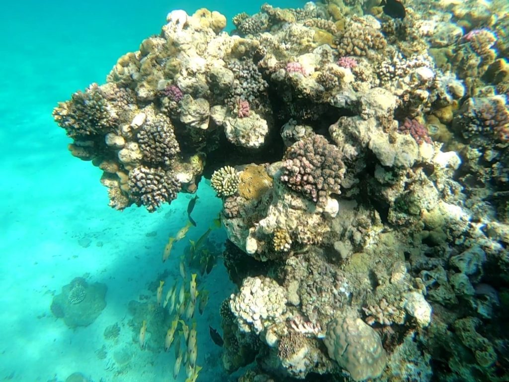 Unterwasserwelt Schwimmen Marsa Alam Ägypten