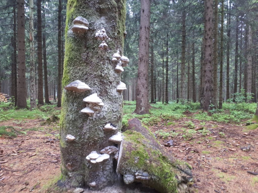Pilzbaum Rennsteig Thüringer Wald