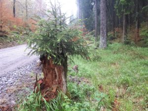 Leben findet Weg Wald Baum Baumstumpf