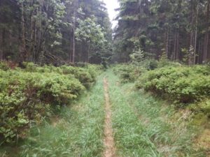 Rennsteig Singletrail Thüringer Wald