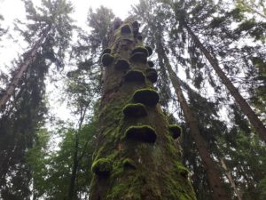 Moos Pilz Baum Rennsteig Thüringer Wald
