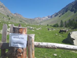 Stier Kühe Südtirol Italien Ötztaler Alpen