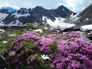 Bergblumen Stubai Stubaital Österreich Alpen