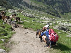 Bergziege Texelgruppe Südtirol Italien Alpen