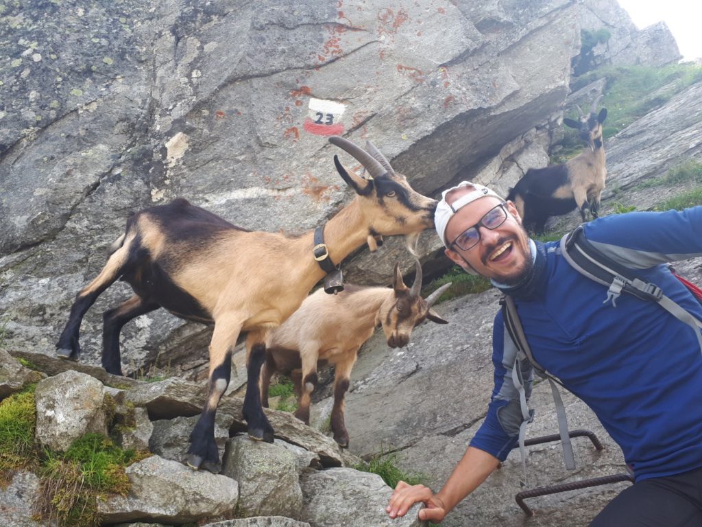 Bergziegen Texelgruppe Südtirol Italien Alpen