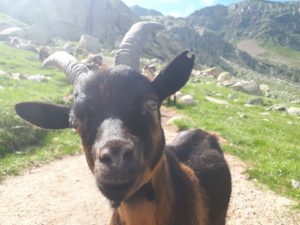 Bergziege Texelgruppe Südtirol Italien Alpen