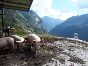 glücklich Schweine Berge Tessin Schweiz