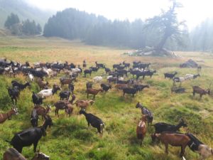 Ziegen Herde Tessin Schweiz
