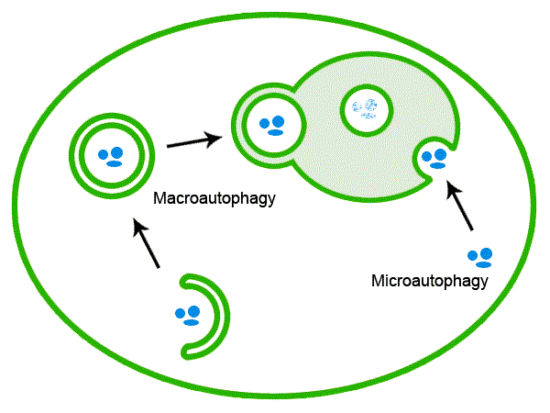 Neues Experiment: Autophagie