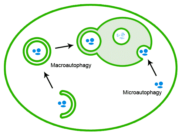 Makro Mikro Autophagie Zelle