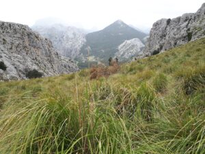 Wiese Trail Offtrail Tramuntana Mallorca