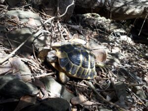 Schildkröte Cami de Cavalls Menorca