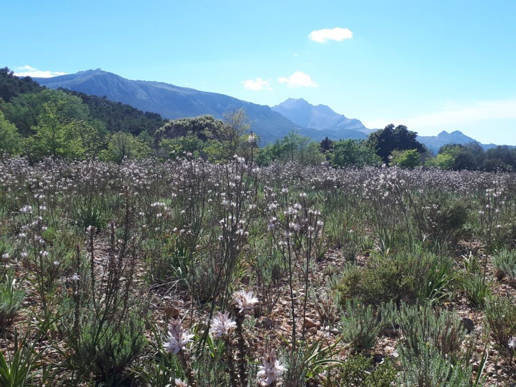 Bergwiese Tramuntana Mallorca