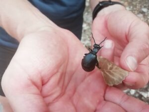 großer schwarzer Käfer Mallorca