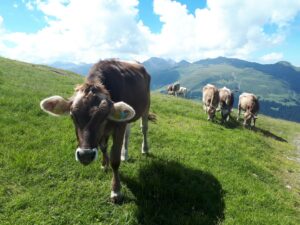 Kuh Wiese Berge Schweiz