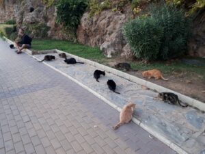 Katzen Torremolinos Costa del Sol Spanien