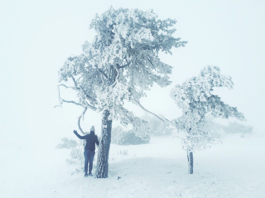 Eisbaum Hornisgrinde Schwarzwald