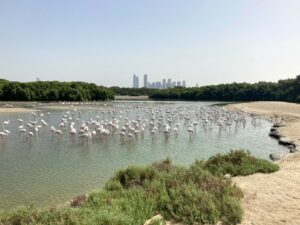 Dubai Flamingos Ras Al Khor Wildlife Sanctuary