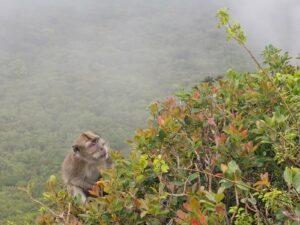 Mauritius Affe Le Pouce