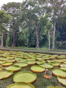 Mauritius botanischer Garten