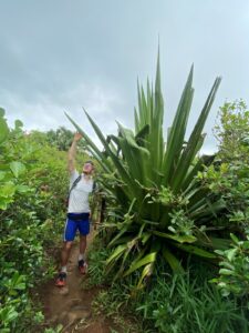 Mauritius Dschungel Riesenagave