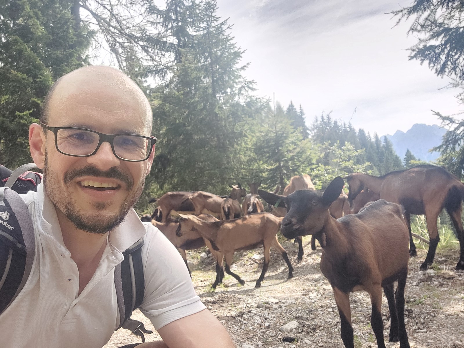 Selfie Ziege Ziegenherde Dolomiten Italien