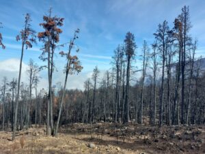 Waldbrand Feuer Teneriffa Kanaren