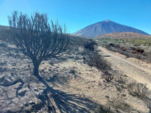 Busch verbrannt Teide Blick Teneriffa Kanaren