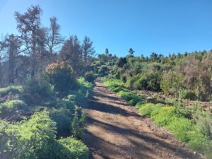 Wanderweg 040 Teide Teneriffa Kanaren