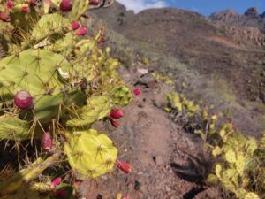 überwachsener Trail Kaktus Stacheln Costa Adeje Teneriffa